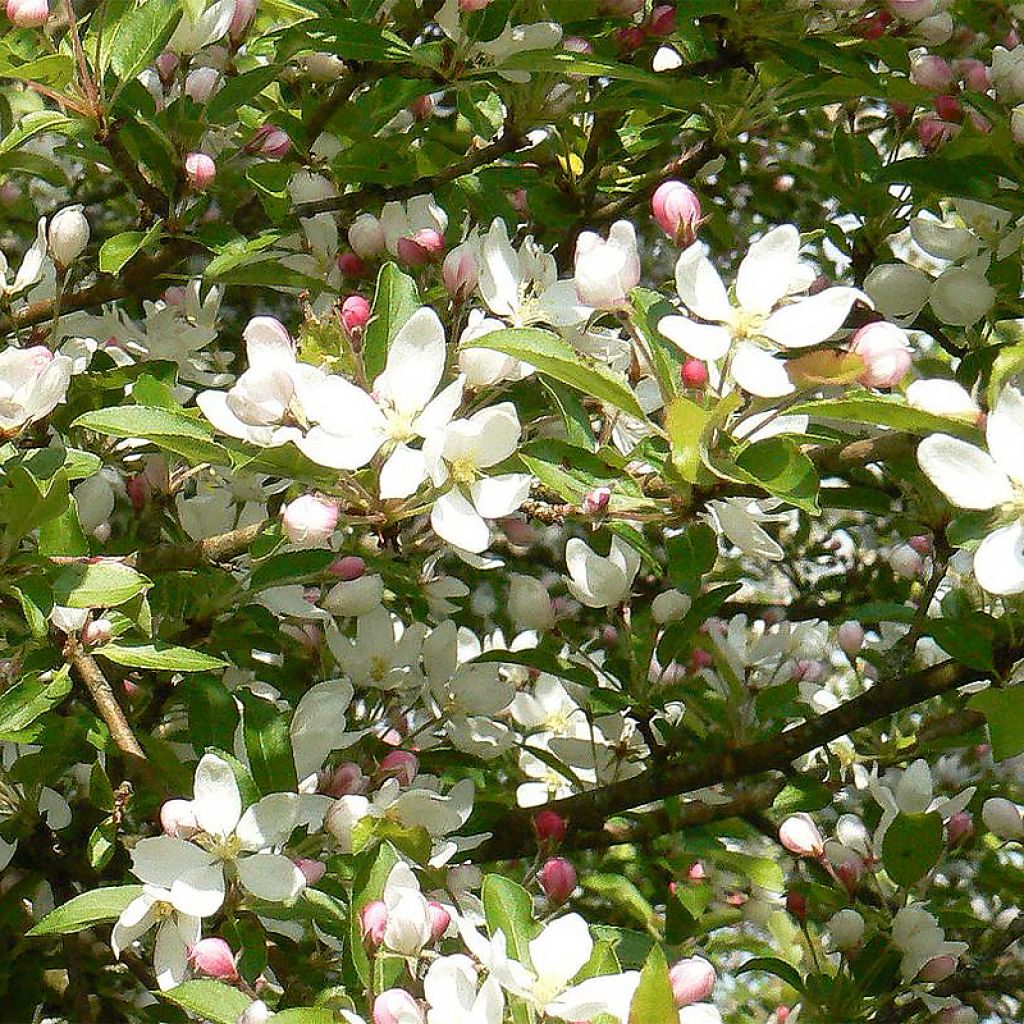 Zierapfel Comtesse De Paris - Malus