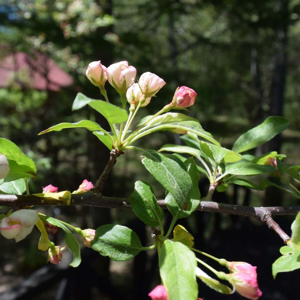 Toringo-Apfel - Malus toringo