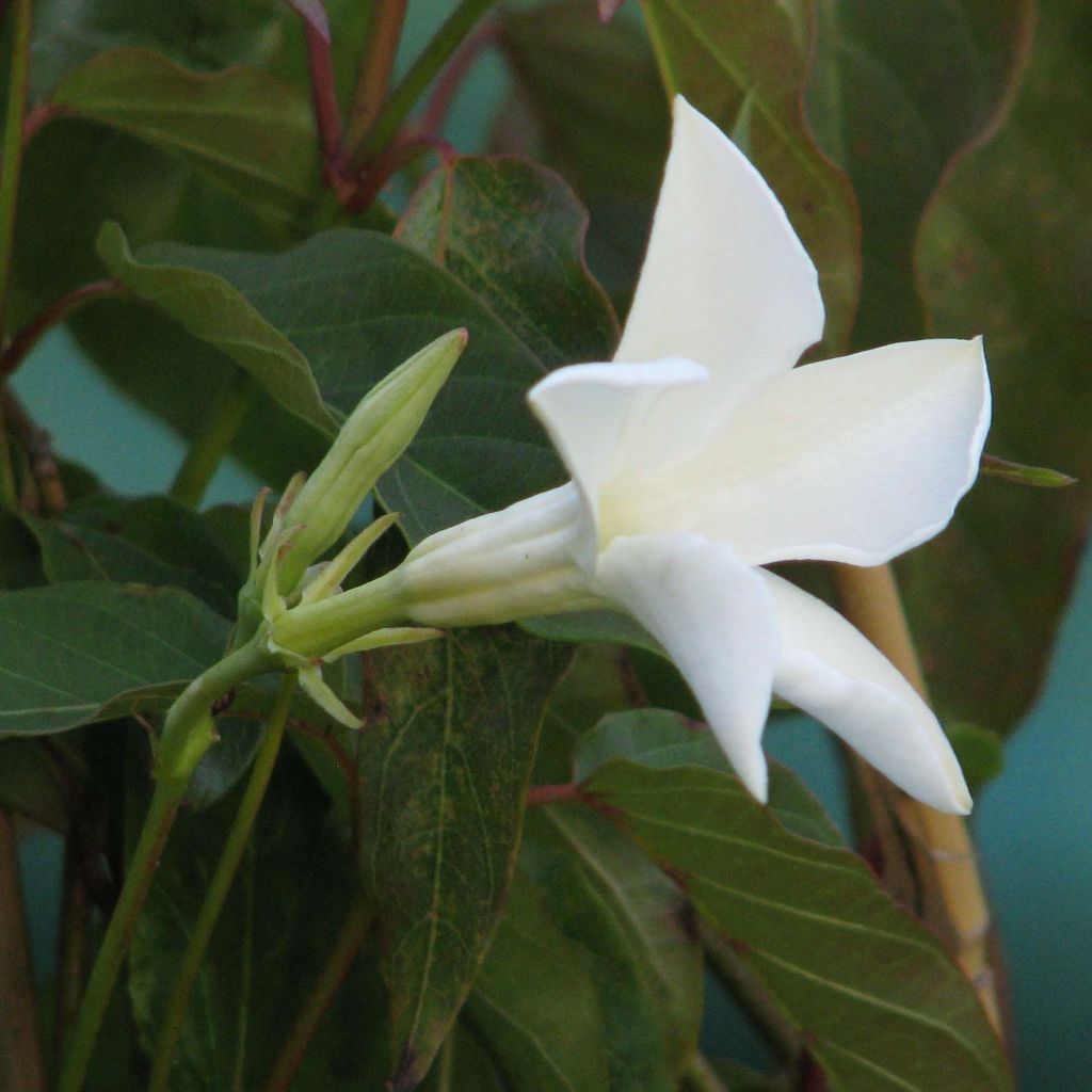 Mandevilla laxa - Chilenischer Jasmin