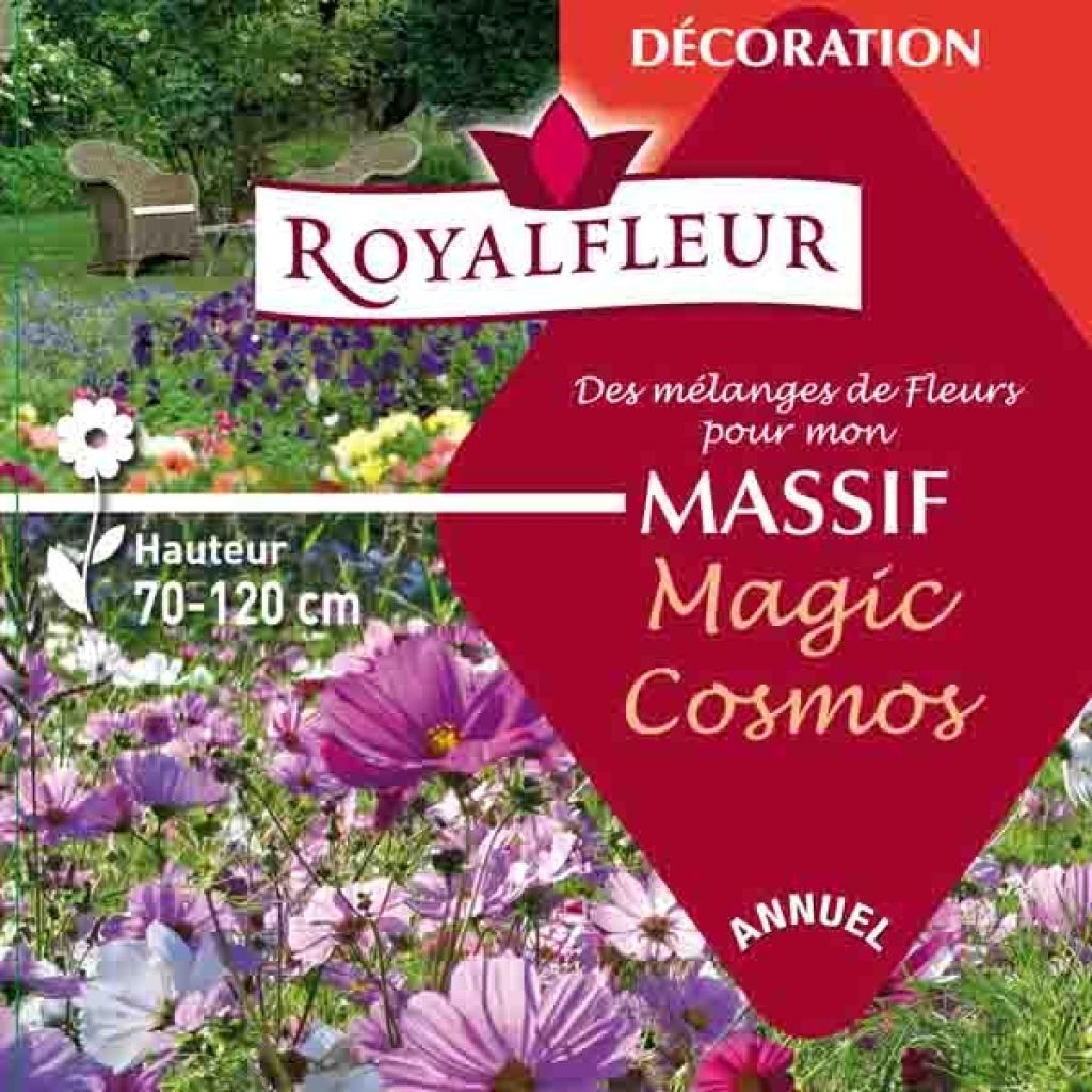 Zauberhafter Cosmos-Mix für Beete - 25m2 Box