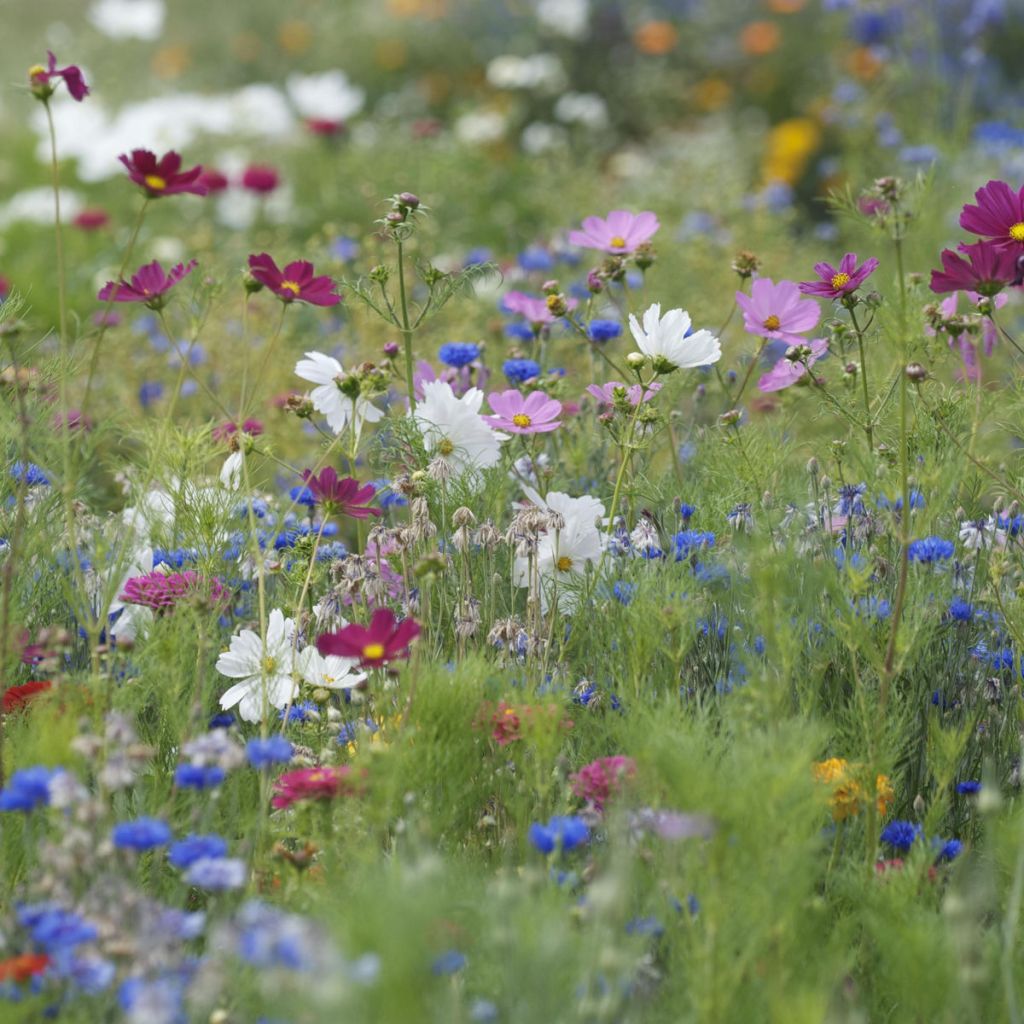 Saatgutmischung für die sommerliche Ernte