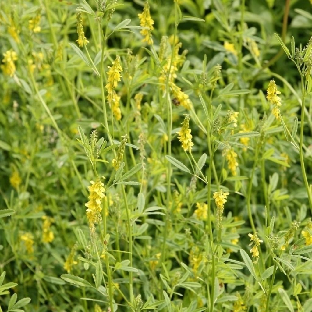 Echter Steinklee (Grüner Dünger) - Melilotus officinalis