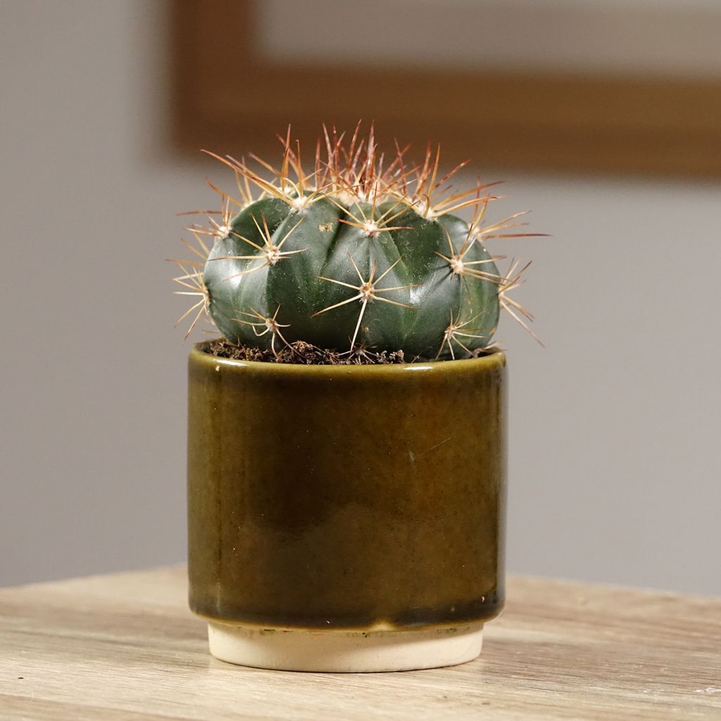 Melonenkaktus - Melocactus azureus