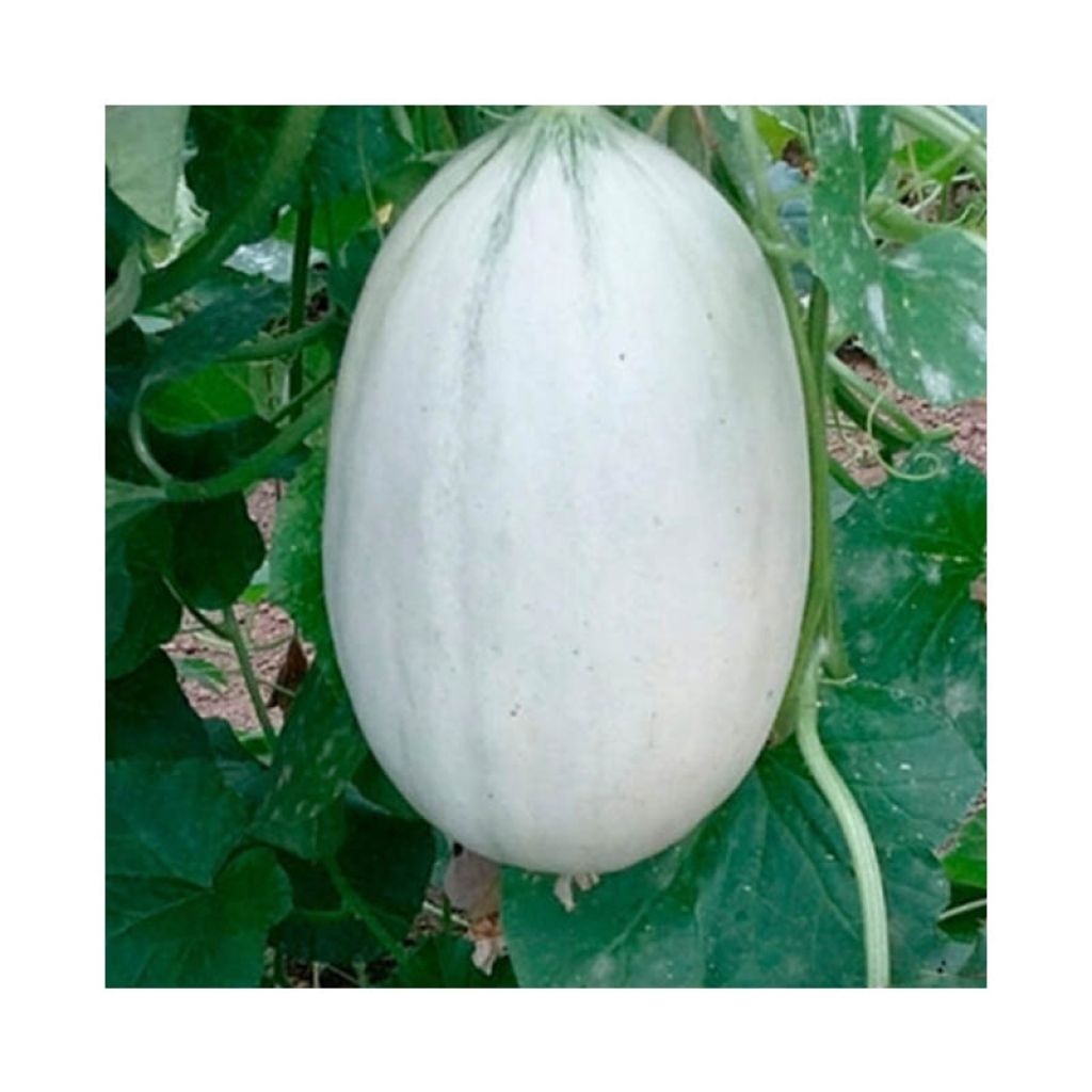 Melone Mangomel