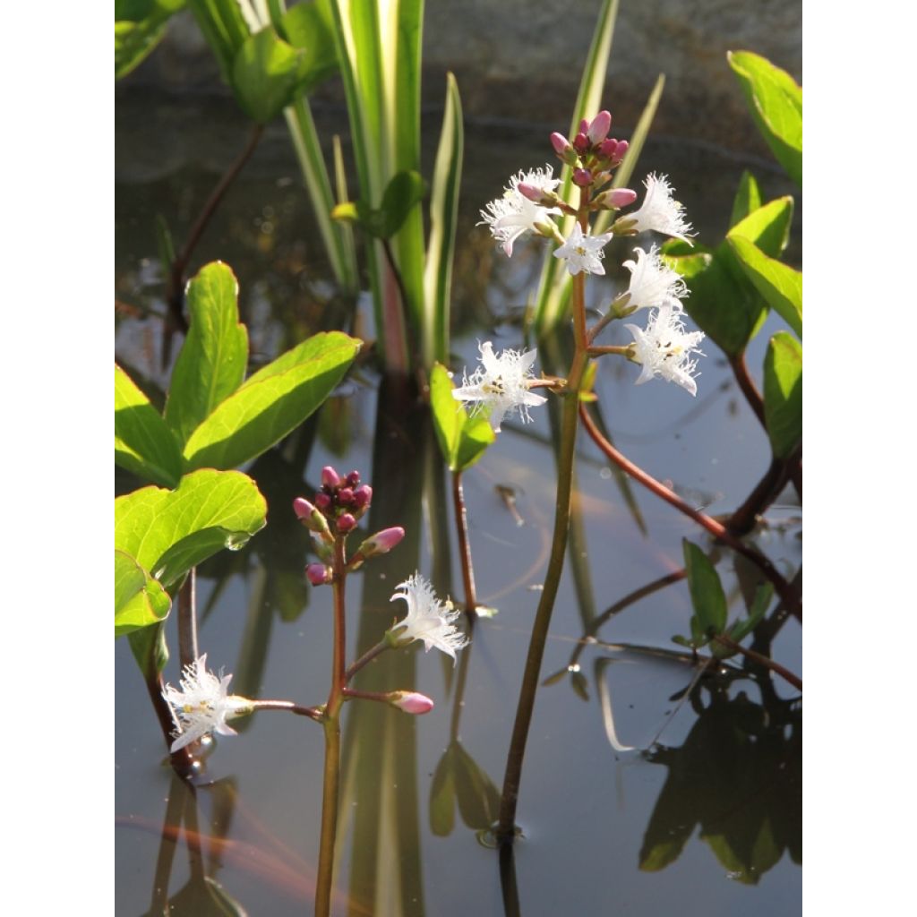 Menyanthes trifoliata - Fieberklee