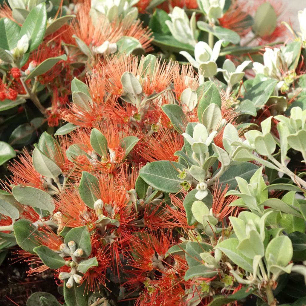Metrosideros x thomasii - Eisenholzbaum