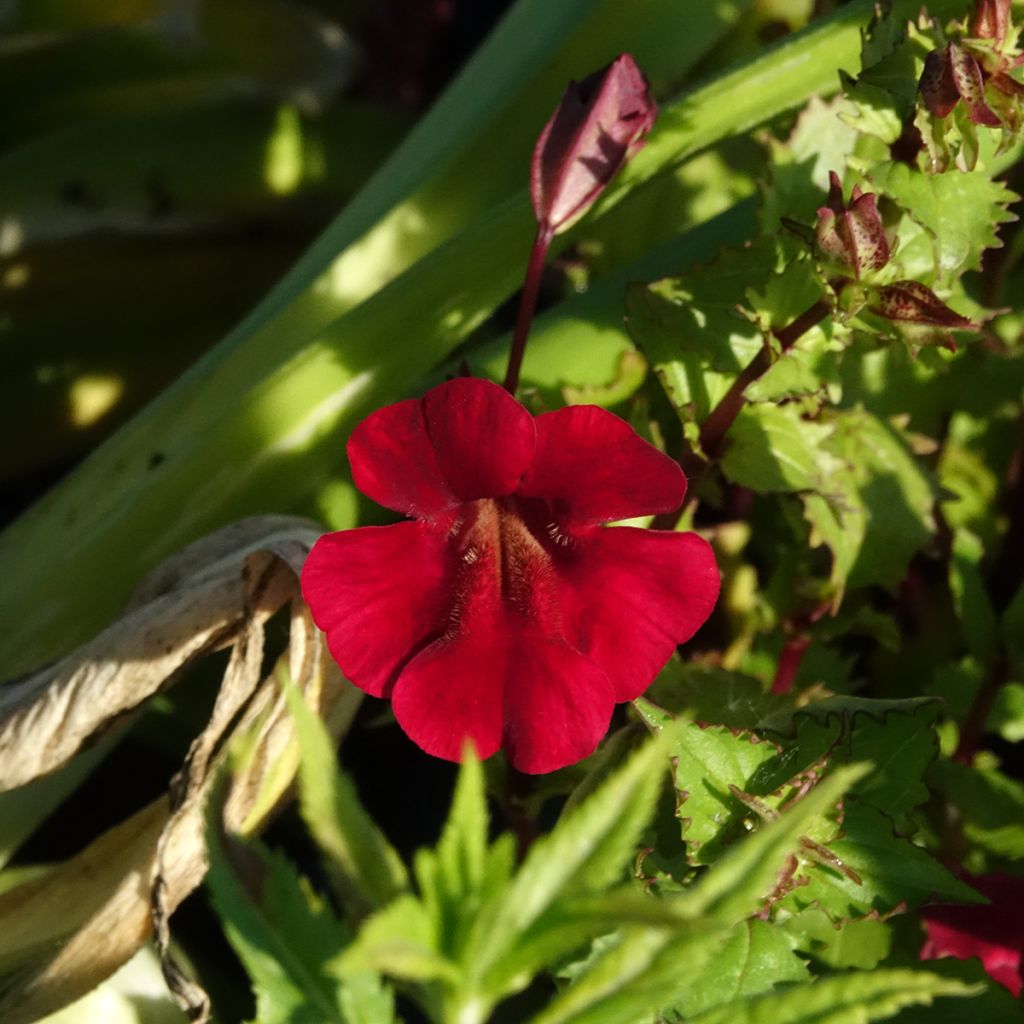Gauklerblume Roter Kaiser - Mimulus cupreus