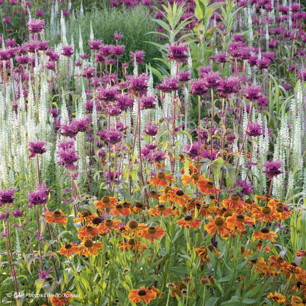 Monarda Scorpion - Indianernessel