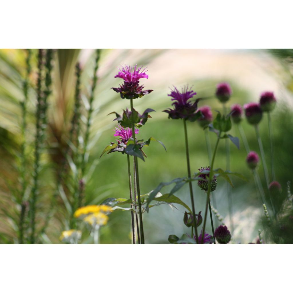 Monarda Scorpion - Indianernessel