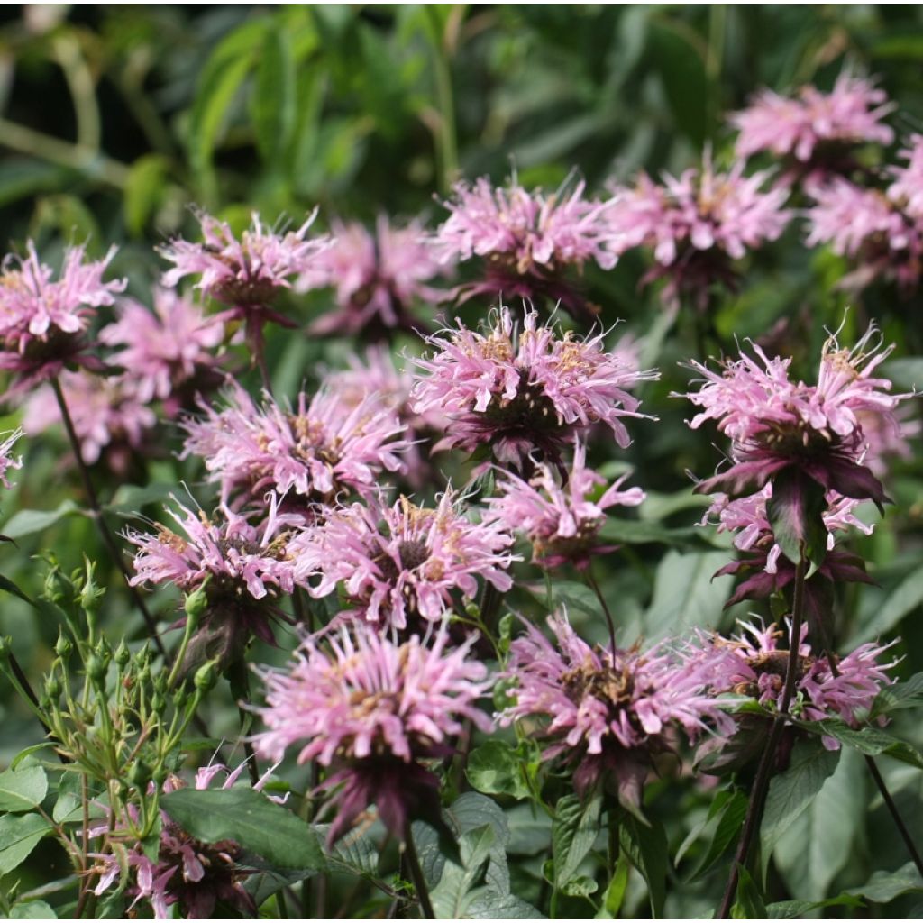 Monarda Beauty of Cobham - Indianernessel