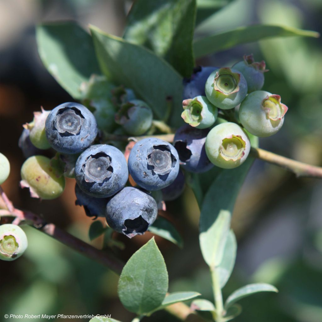 Heidelbeere Powder Blue - Vaccinium