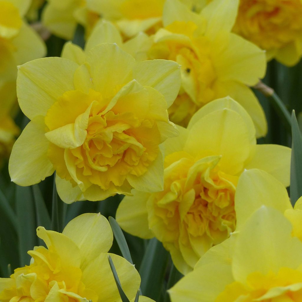 Narcissus Dick Wilden