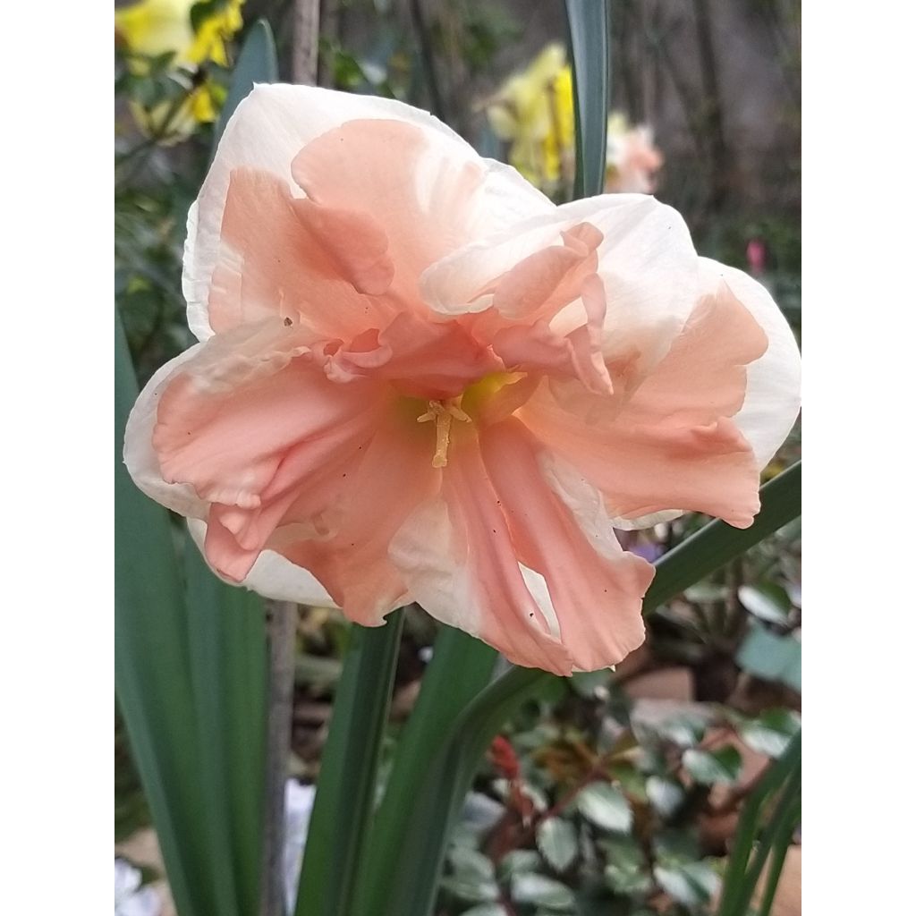 Narcissus Apricot Whirl