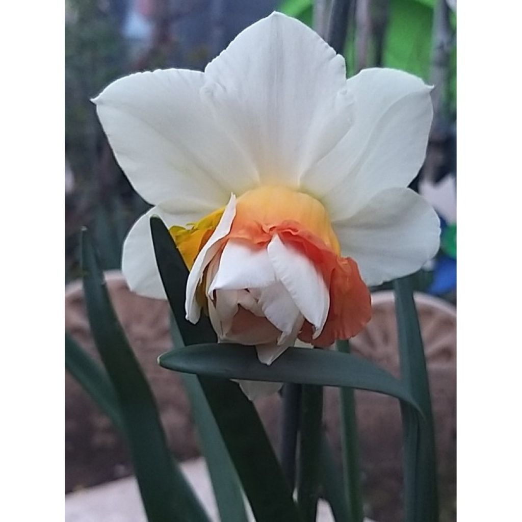 Narcissus Replete