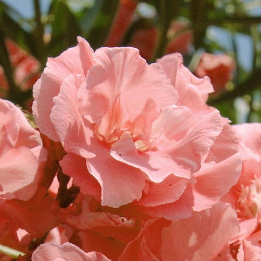 Oleander Pink Salmon Double - Nerium