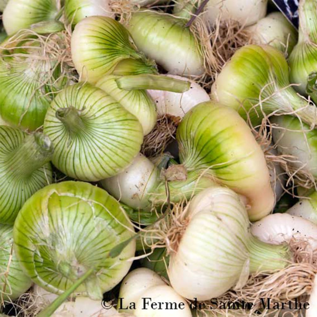Weiße Zwiebel Premier- Ferme de Ste Marthe