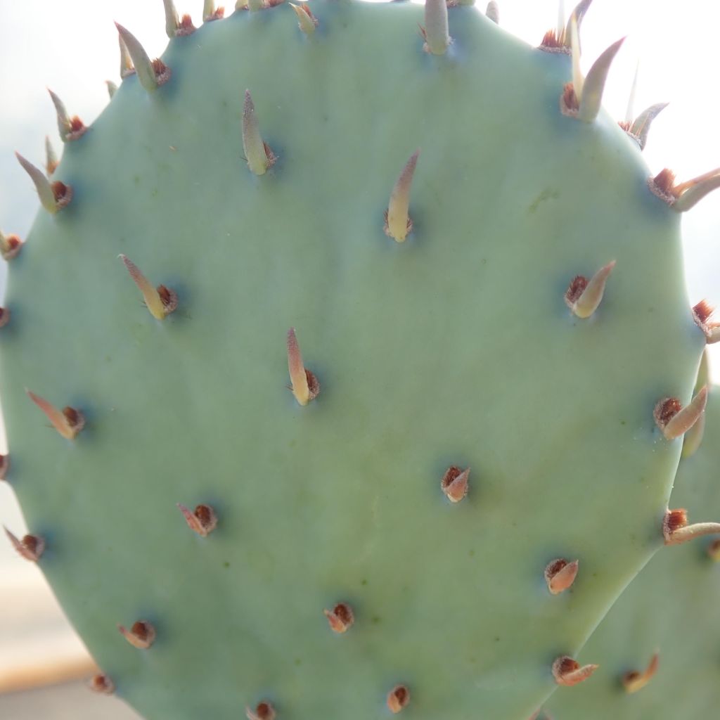 Opuntia sanguinicola - Feigenkaktus