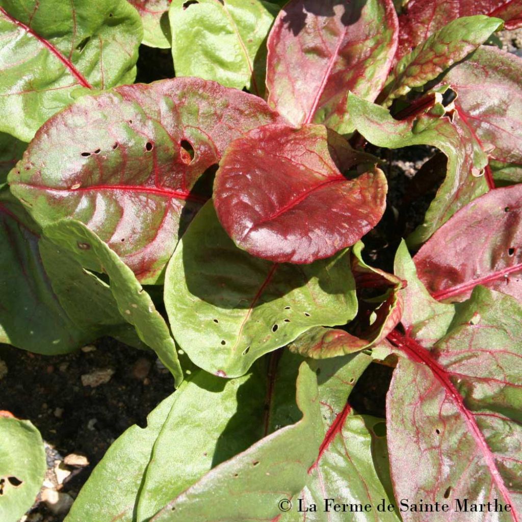 Ampfer sanguineus - Rumex sanguineus