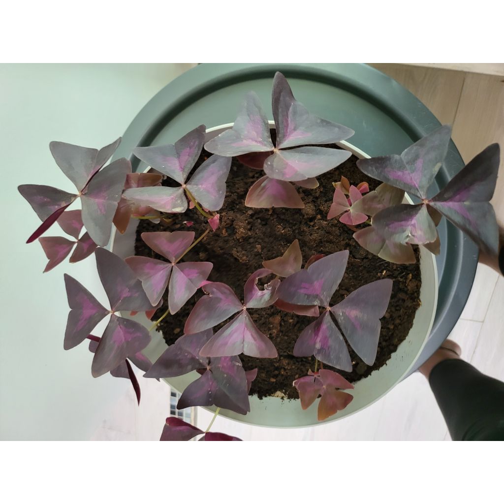 Dreieckiger Glücksklee - Oxalis triangularis