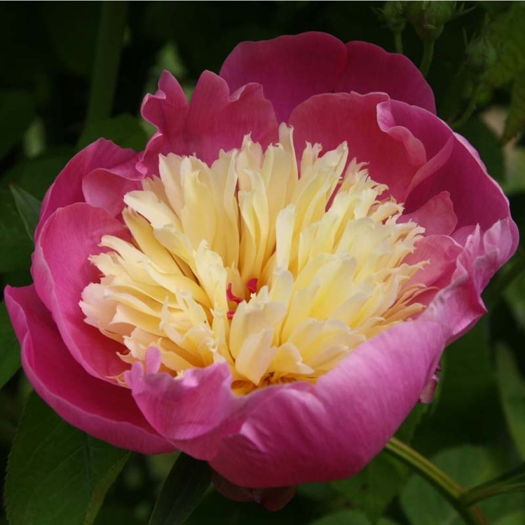 Paeonia lactiflora Bowl of Beauty - Edel-Pfingstrosen