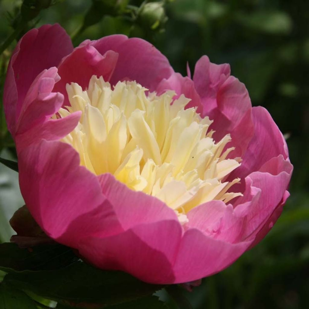 Paeonia lactiflora Bowl of Beauty - Edel-Pfingstrosen