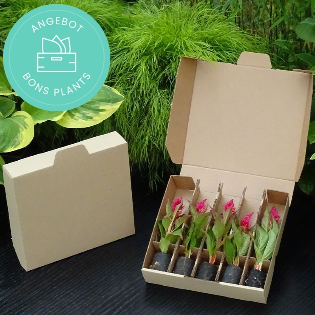 Panier Bons Plants spécial bisannuelles