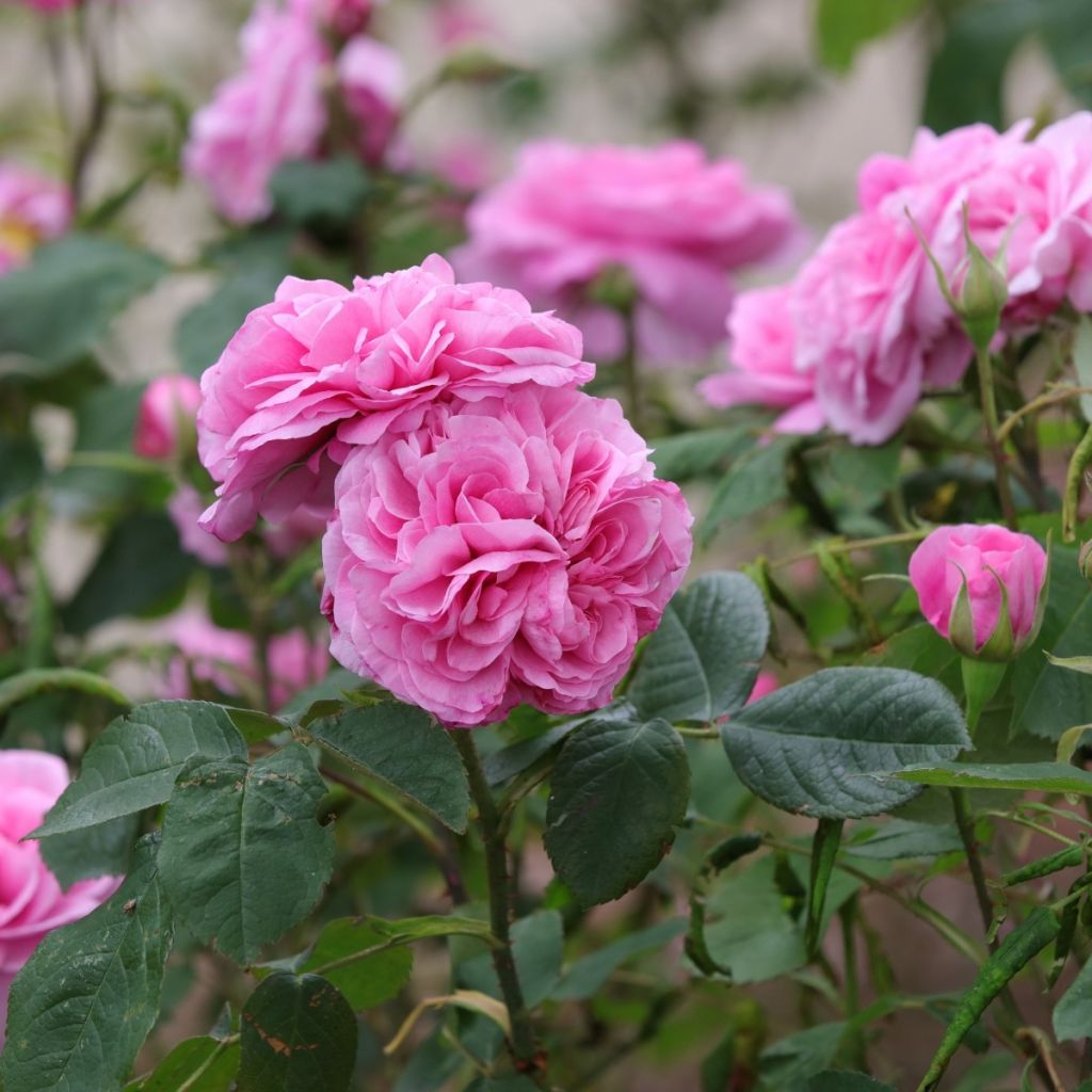 Die Rosen Anti-Verschwendungs-Körbe von Promesse de fleurs