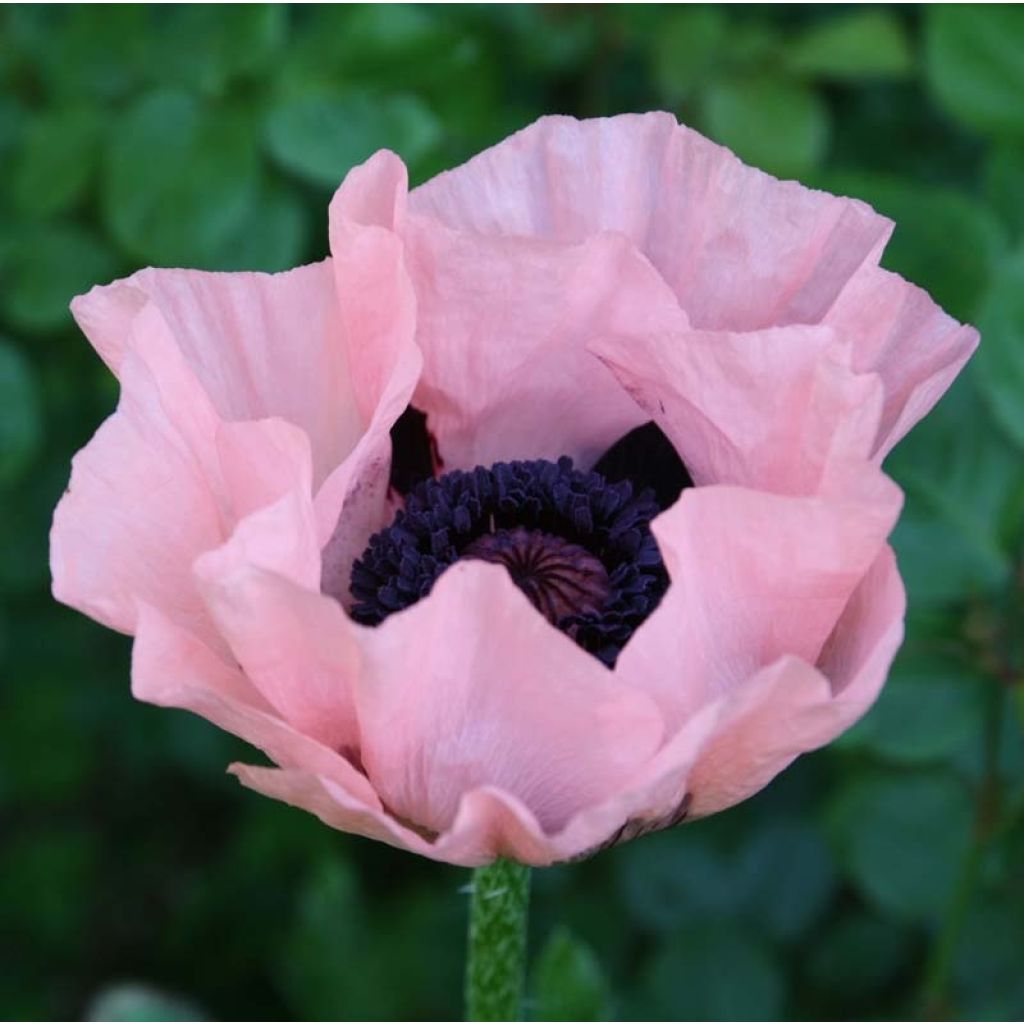 Orientalischer Mohn Princess Victoria Louise - Papaver orientale