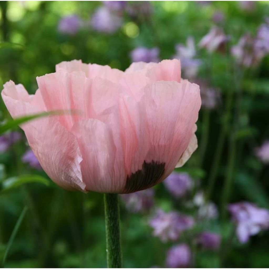 Orientalischer Mohn Princess Victoria Louise - Papaver orientale