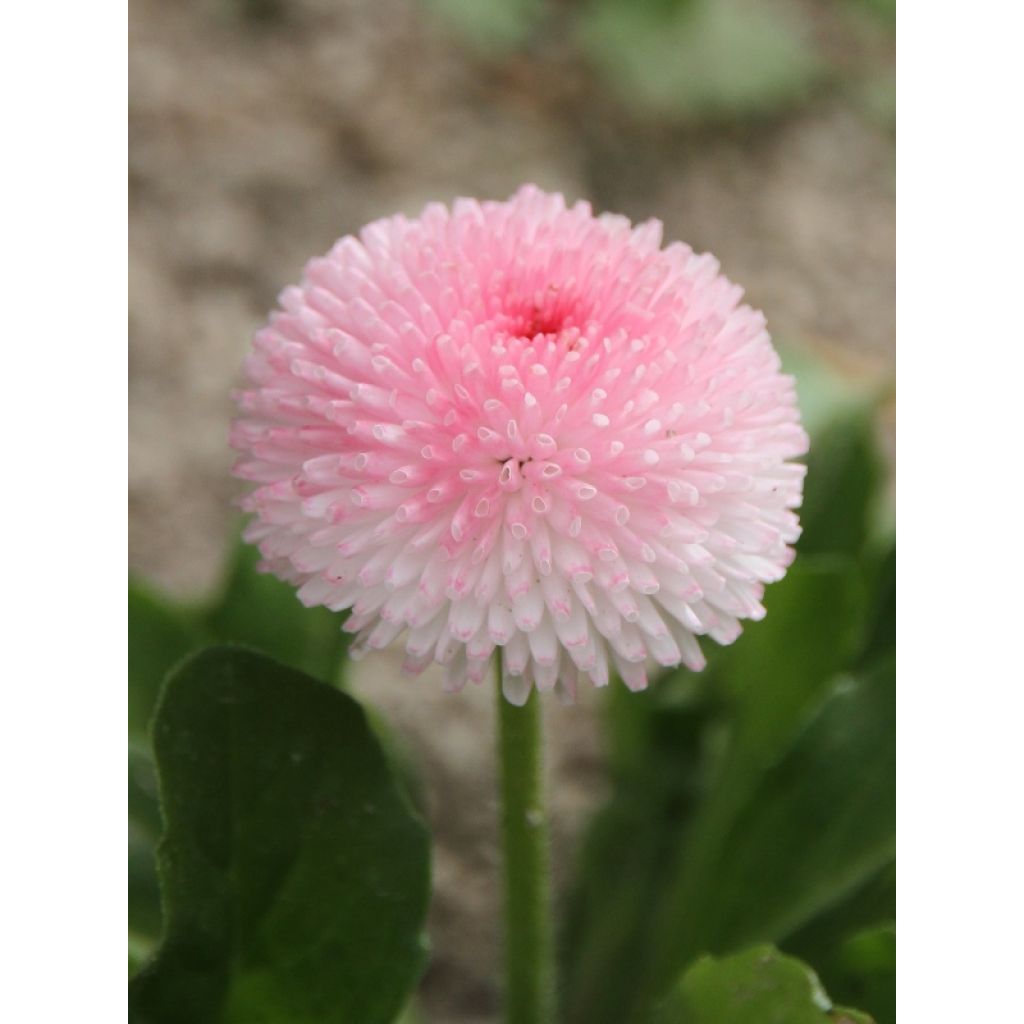 Bellis perennis Tasso Strawberries & Cream - Gänseblümchen