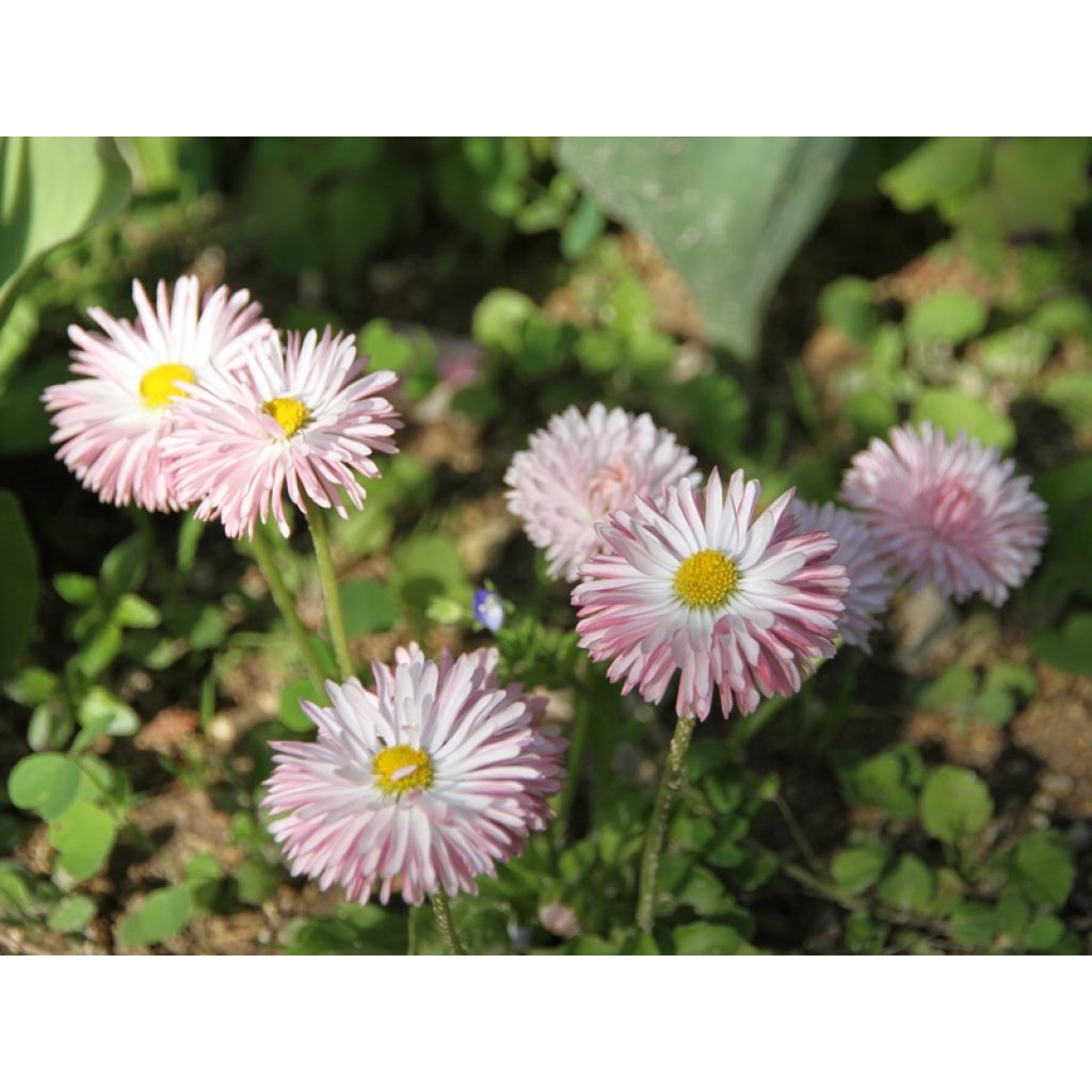 Bellis perennis Tasso Strawberries & Cream - Gänseblümchen