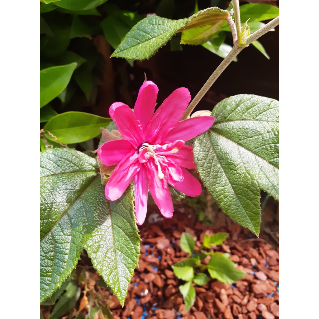 Passionsblume Pink Passion - Passiflora insignis