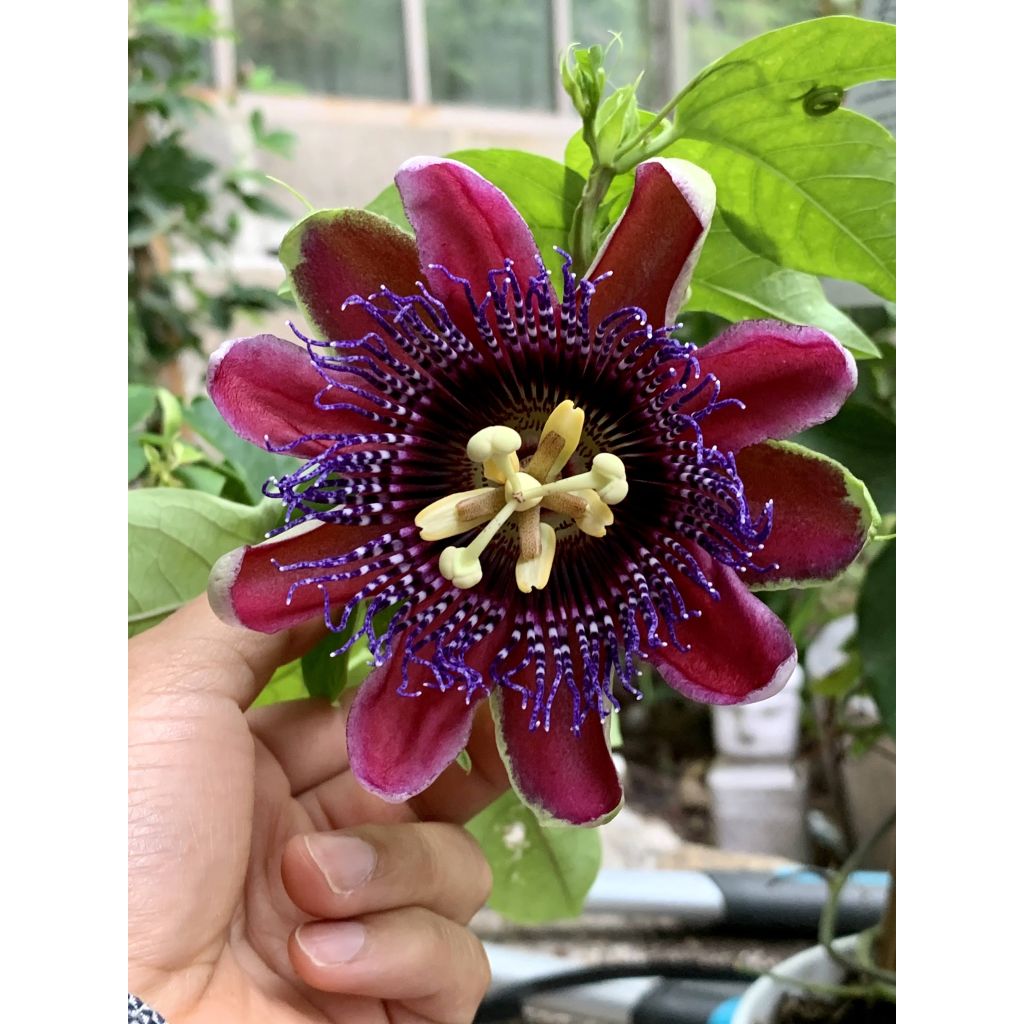Passionsblume Marijke - Passiflora