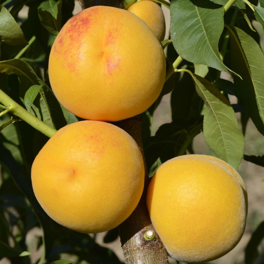 Pfirsich Pavie - Prunus persica