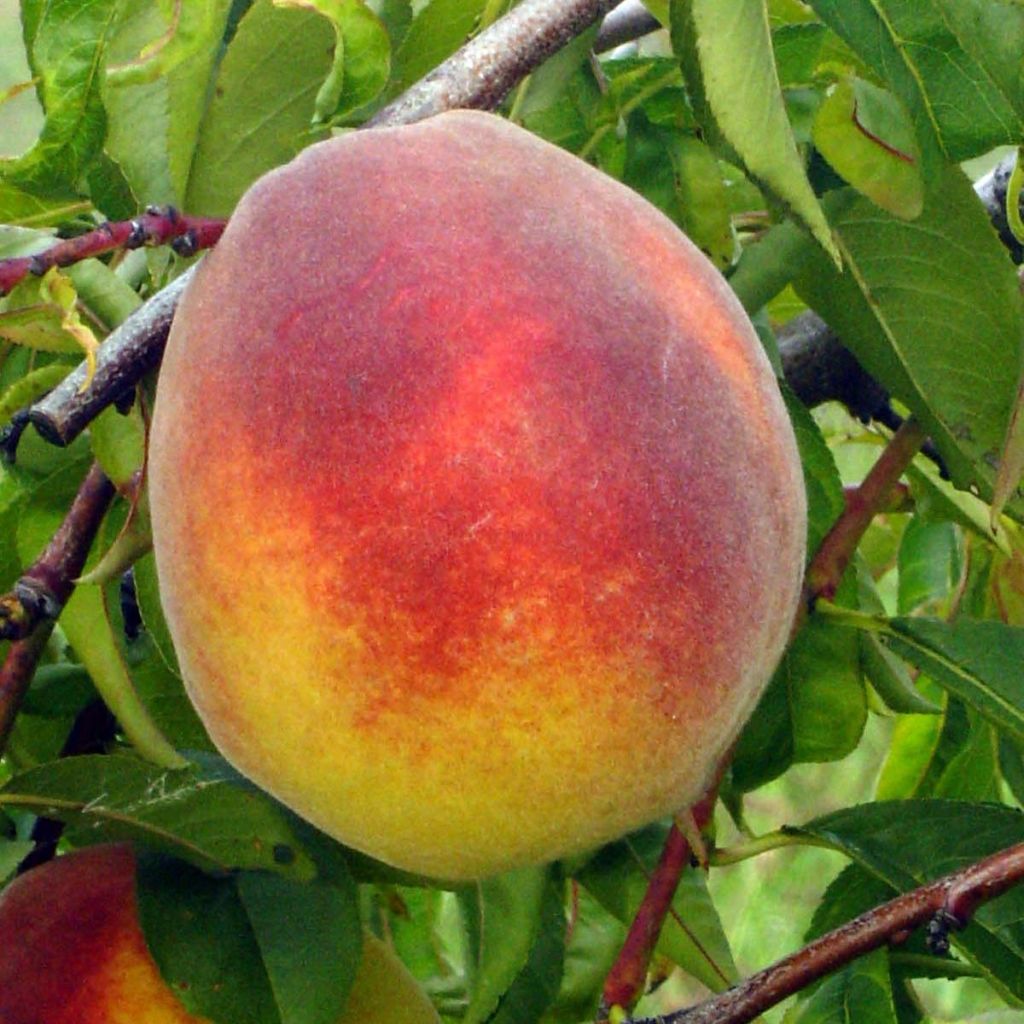 Pfirsich Lacrima - Prunus persica