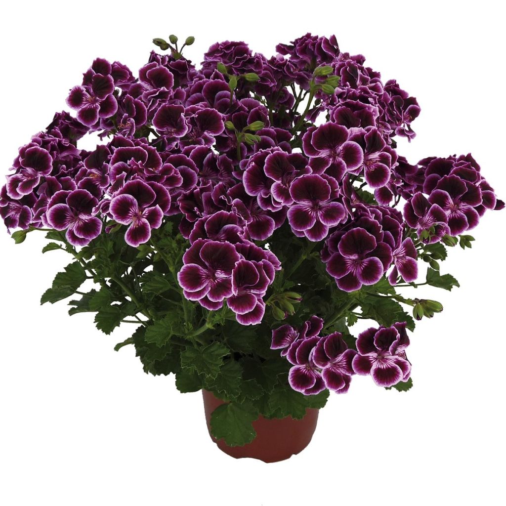 Duftende Pelargonie Mosquitaway Megan - Pelargonium