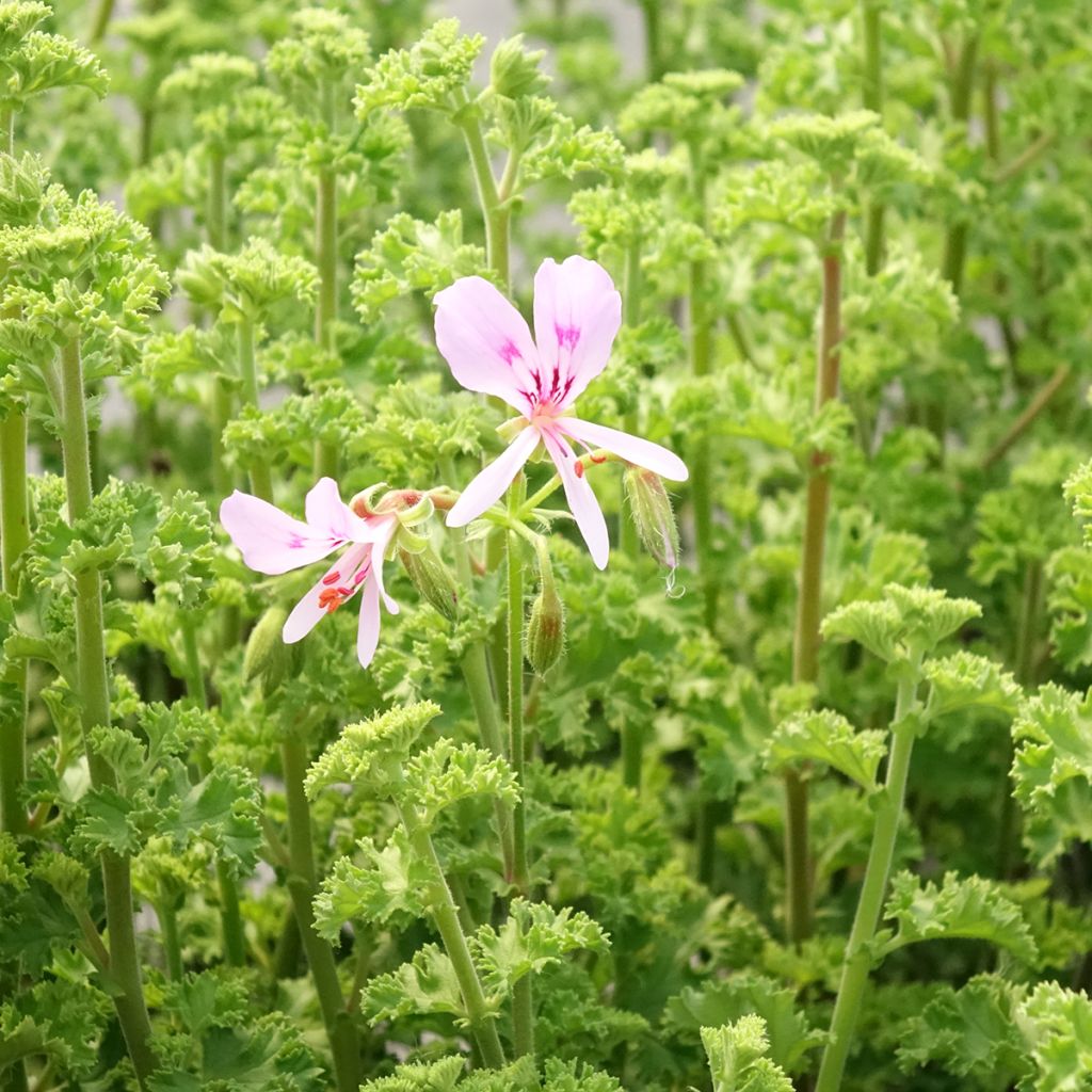 Duftende Pelargonie Minor - Pelargonium crispum