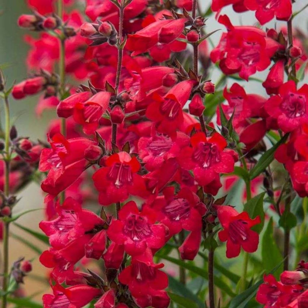 Penstemon Harlequin Red - Bartfaden