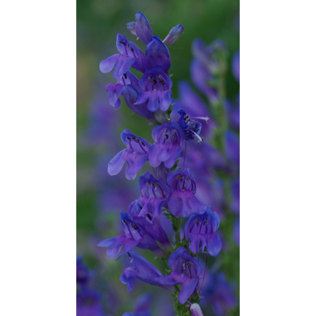 Penstemon strictus - Bartfaden