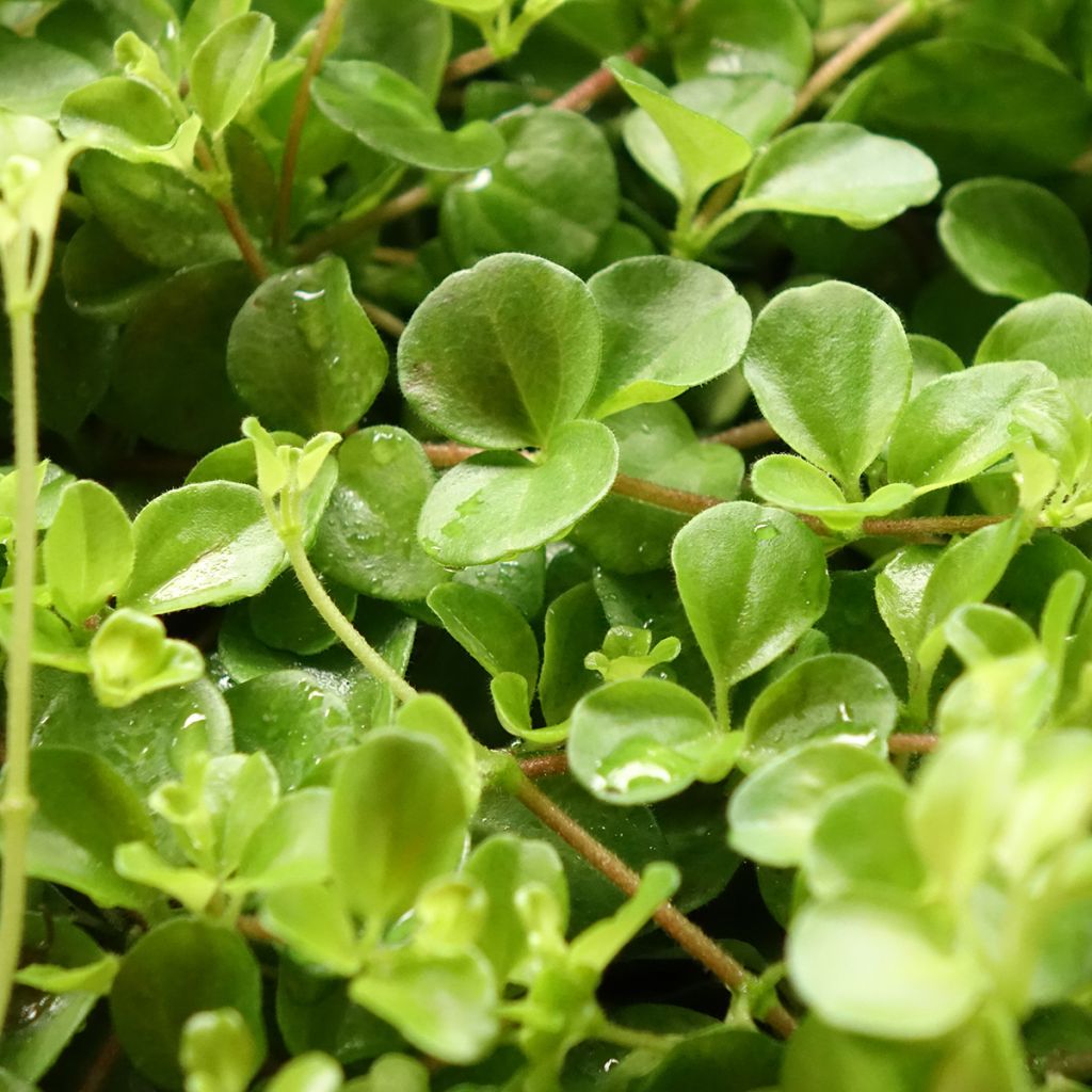 Peperomia rotundifolia - Zwergpfeffer