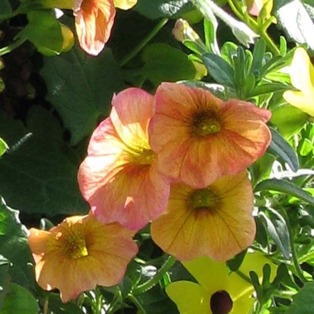 Petubrachoa Terracota - Hybrid-Petunie