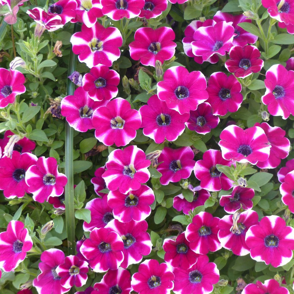 Petunia Bicolor Cabernet
