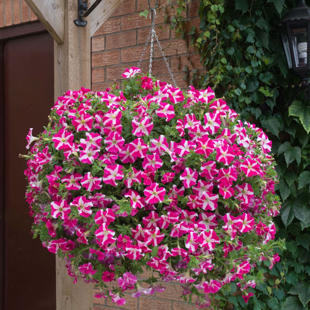 Petunia Designer Rose Star