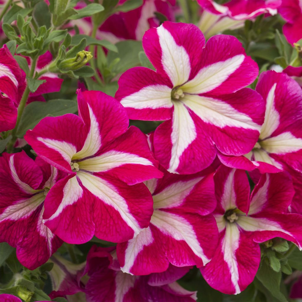 Petunia Designer Rose Star