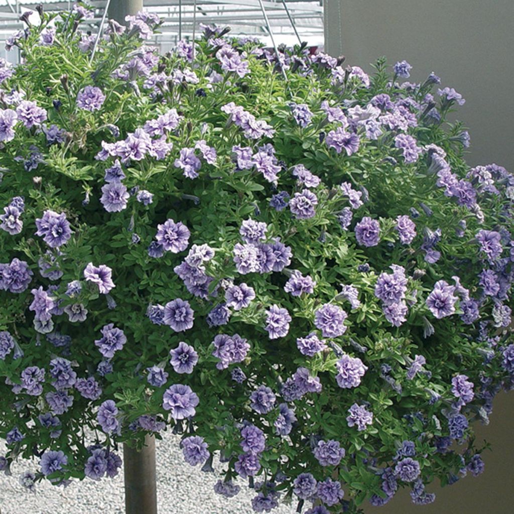 Petunia Tiny Pleasure Double Blue Vein