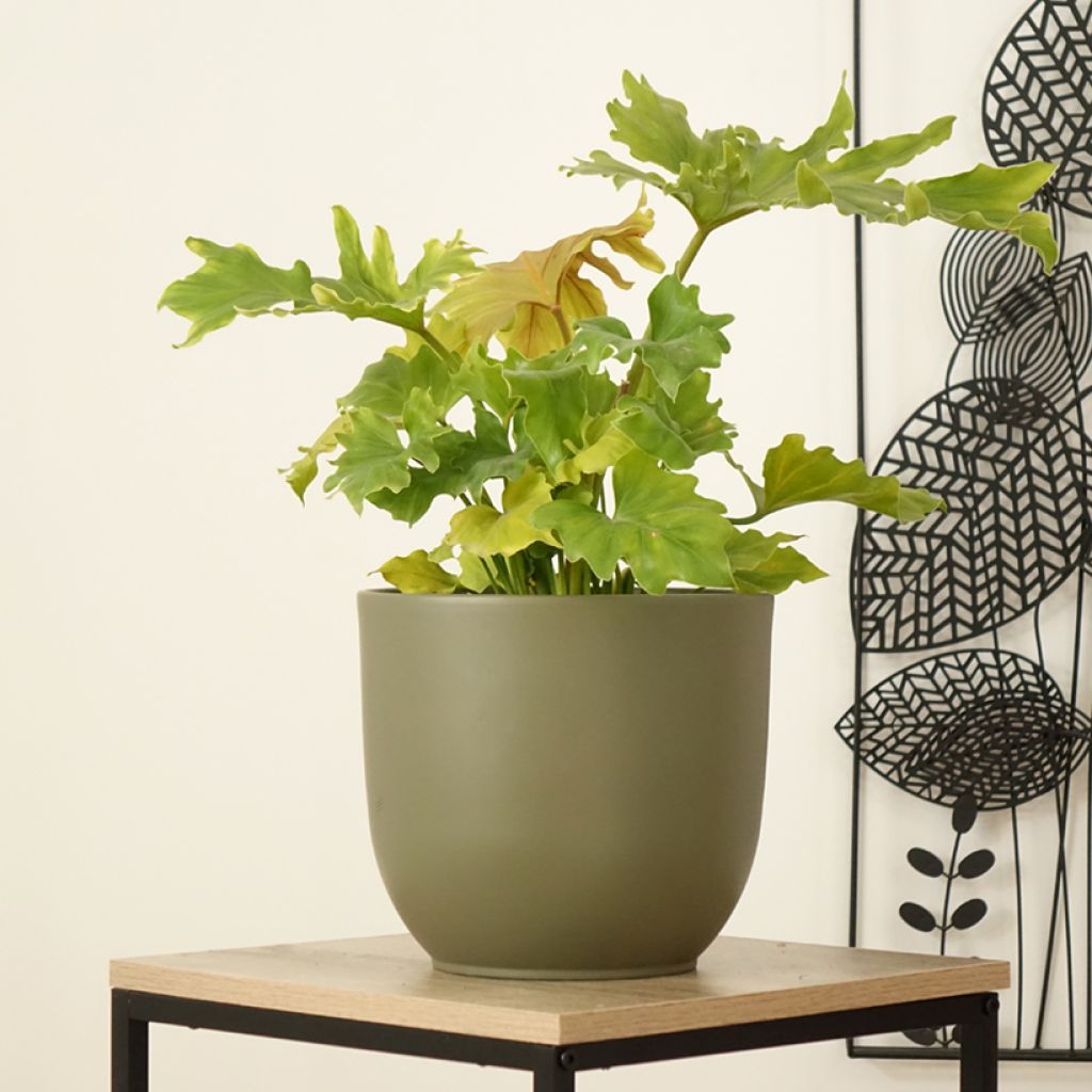 Philodendron xanadu Hope