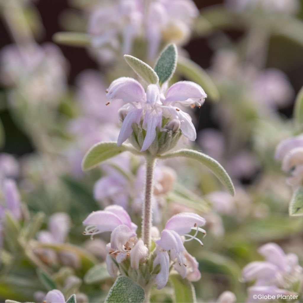 Phlomis Hill Phlo - Brandkraut