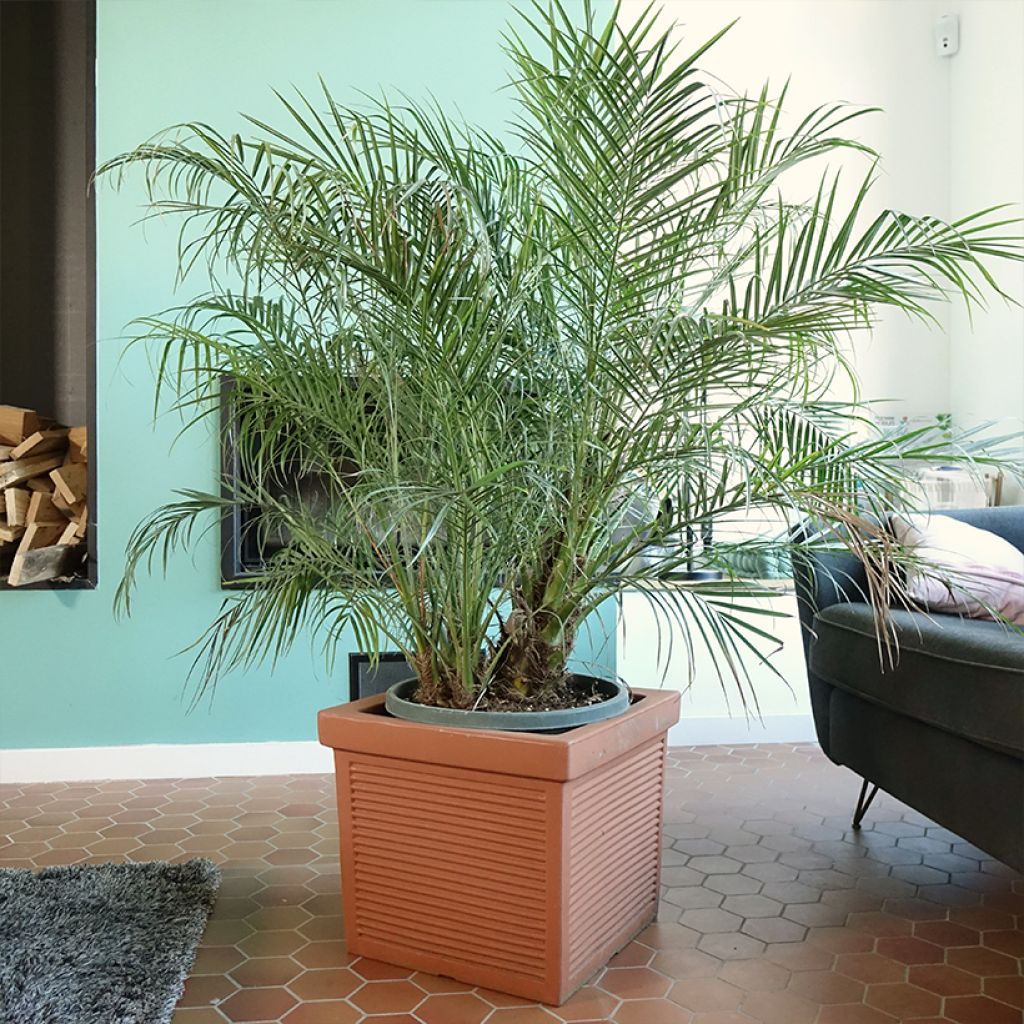 Phoenix roebelinii - Zwerge-Dattelpalme