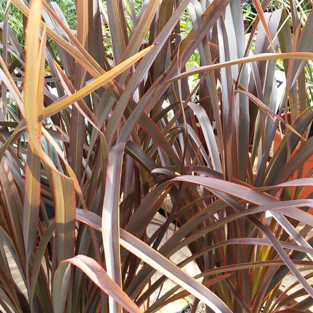Phormium tenax Purpureum - Roter Neulseeländischer Flachs