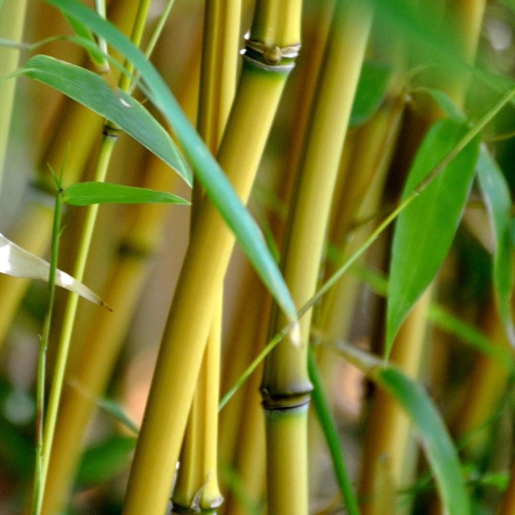 Rauher Gelbrinnen-Bambus Aureocaulis - Phyllostachys aureosulcata